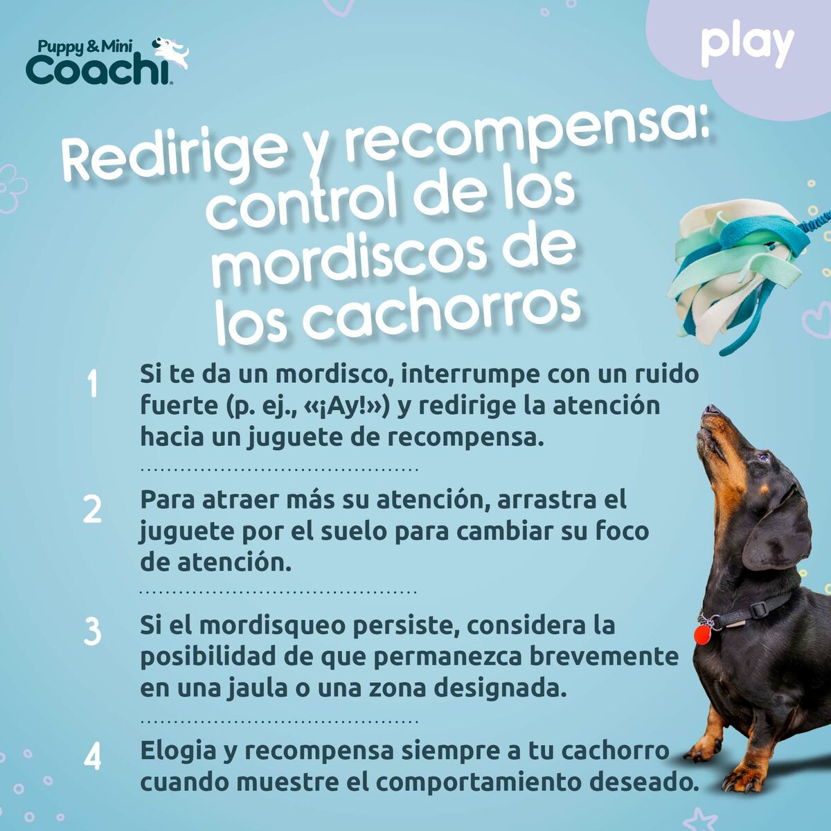 Coachi Hundespielzeug PUPPY & MINI TUGGI SPIDER Grün – Produktansicht 5