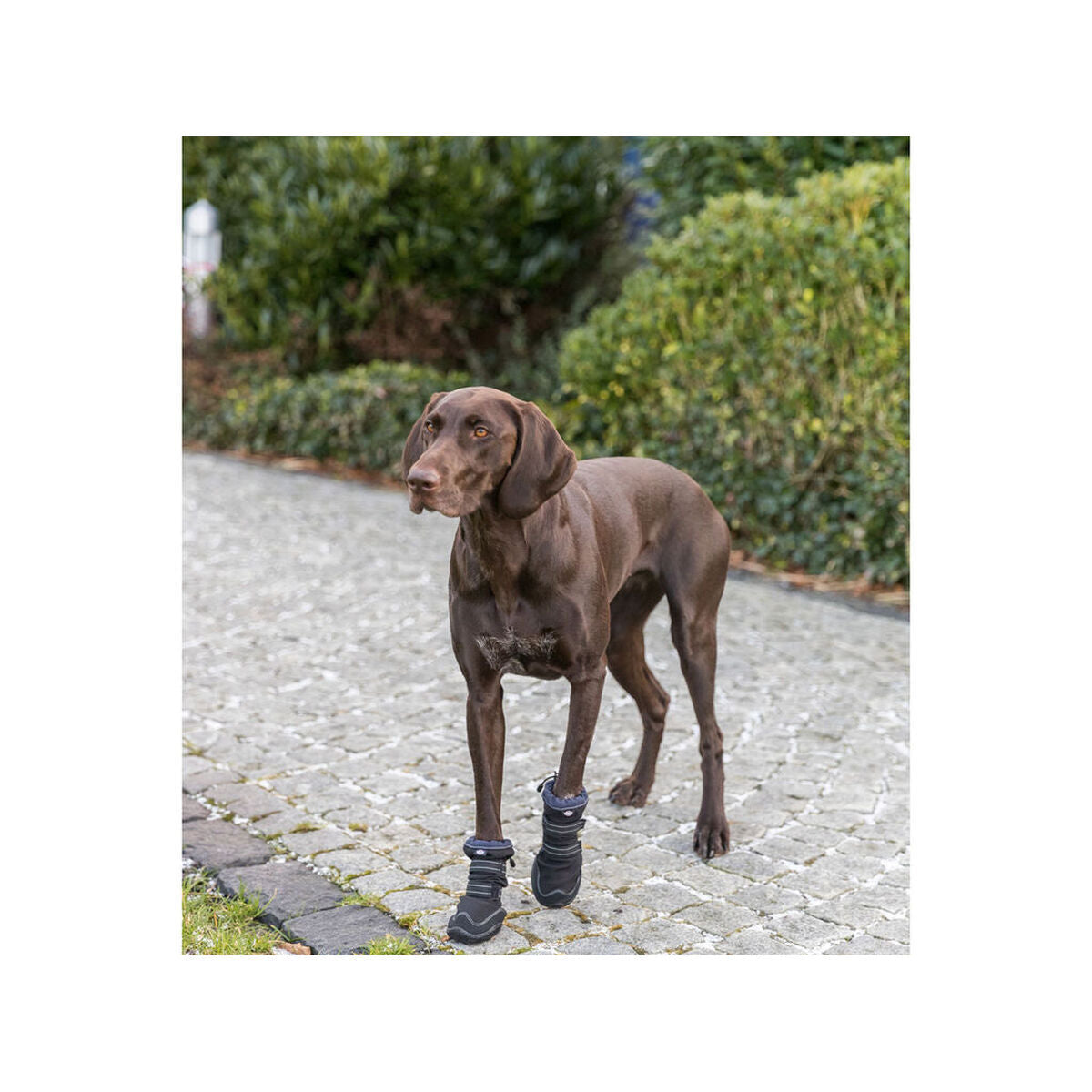Trixie Hundeschuhe 19410 Schwarz – Produktansicht 7