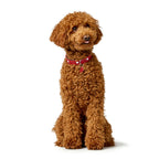 Hunter Hundehalsband Love Rot XS 24-28 cm – Ansicht 6