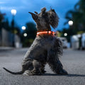 InnovaGoods LED-Halsband für Haustiere Petlux – Produktansicht 1