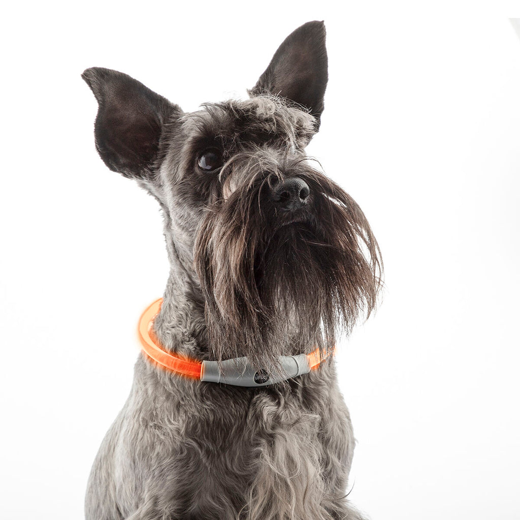 InnovaGoods LED-Halsband für Haustiere Petlux – Produktansicht 10
